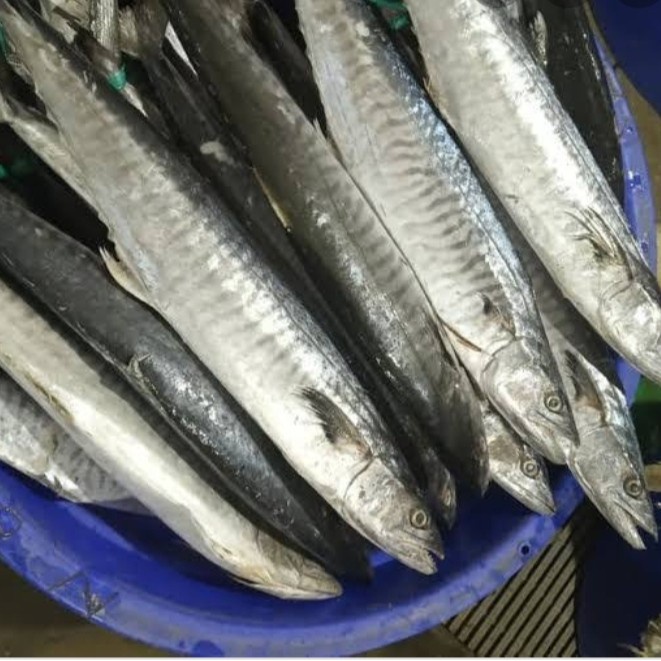 

Ikan Tenggiri Tengiri isi 3-5ekor sekilo