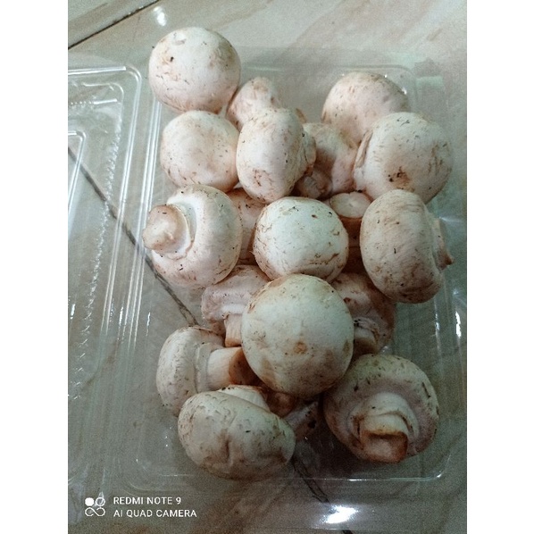 

jamur kancing 250gr