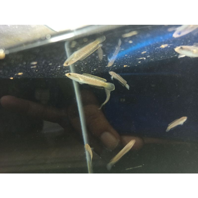 Limbata cb 4cm (10ekr)