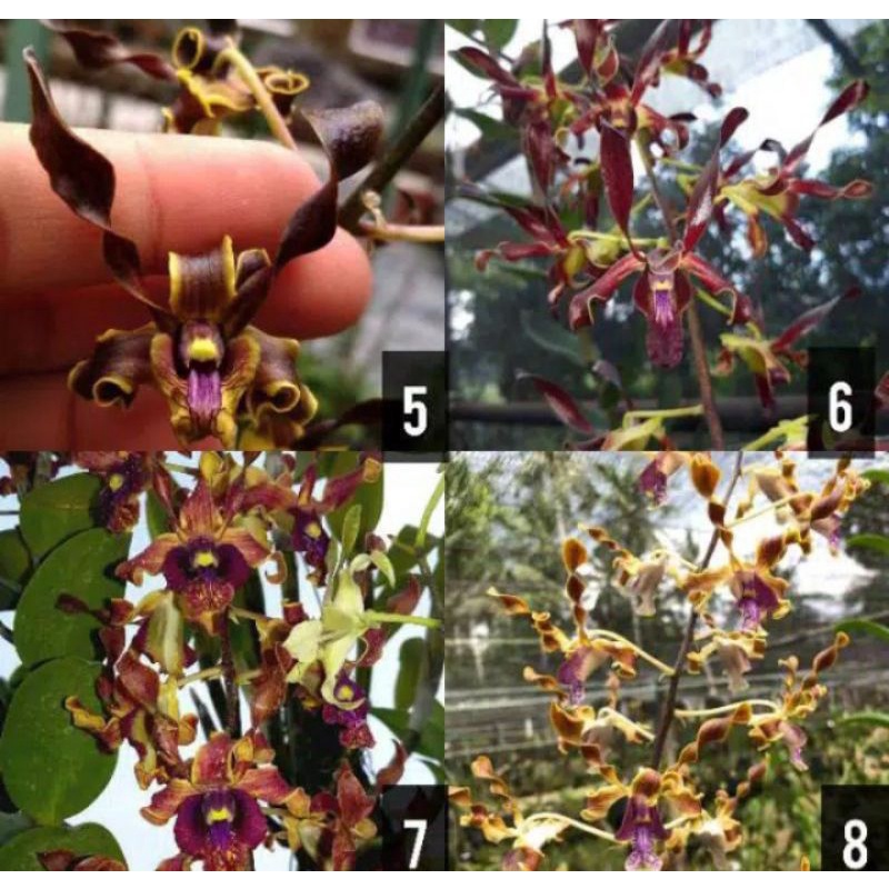 seedling dendro melintir murah