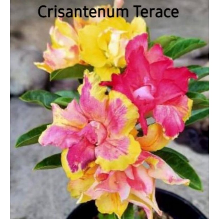 ADENIUM GRAFTING BUNGA TUMPUK / KAMBOJA JEPANG