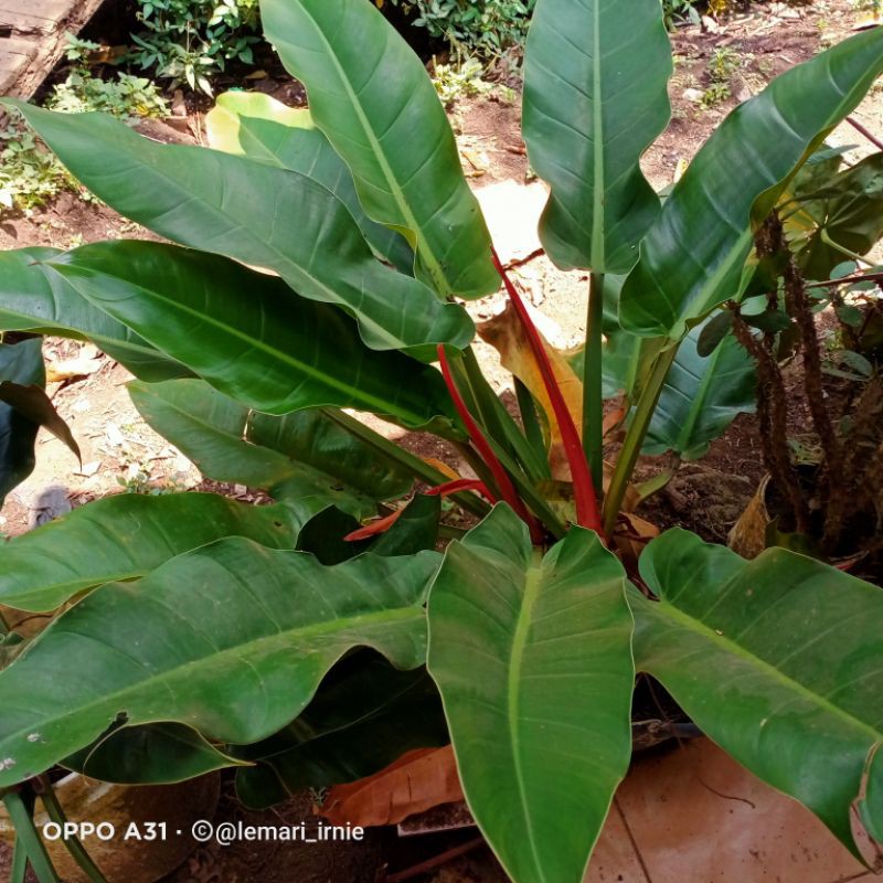 bibit tanaman hias philo green emerald / philodendron green emerald anakan