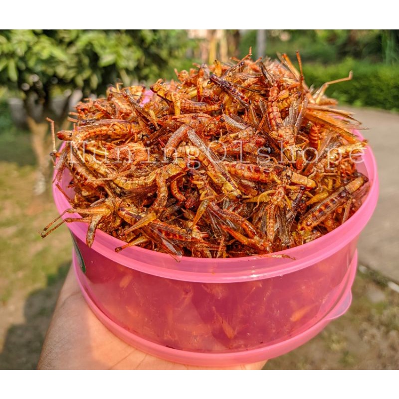 

BELALANG GORENG / WALANG GORENG RASA PEDAS GURIH