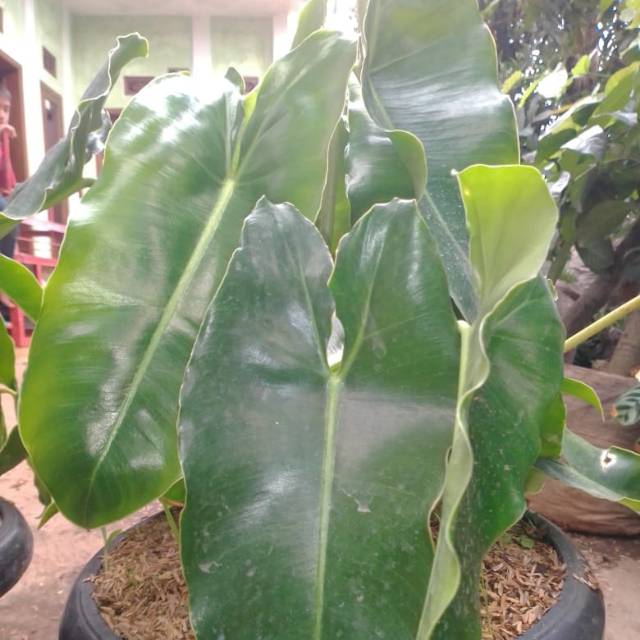 Philodenron  Burle Marx