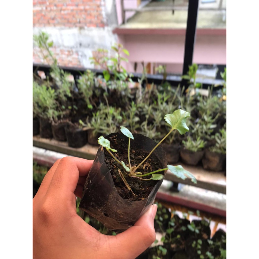 TANAMAN PURWOCENG BIBIT PURWOCENG Pimpinella pruatjan