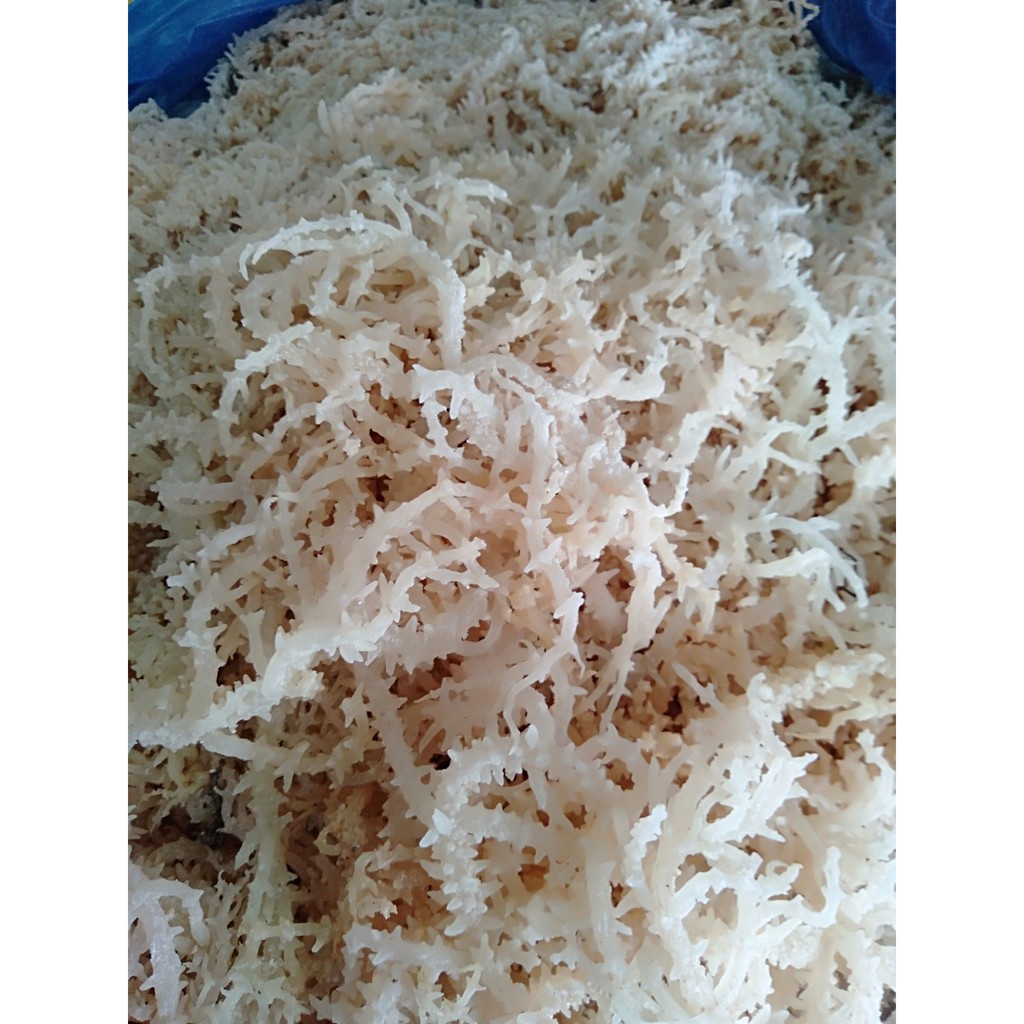 Rumput Laut Kering Putih 1kg | Spinosum Cottoni Original Premium