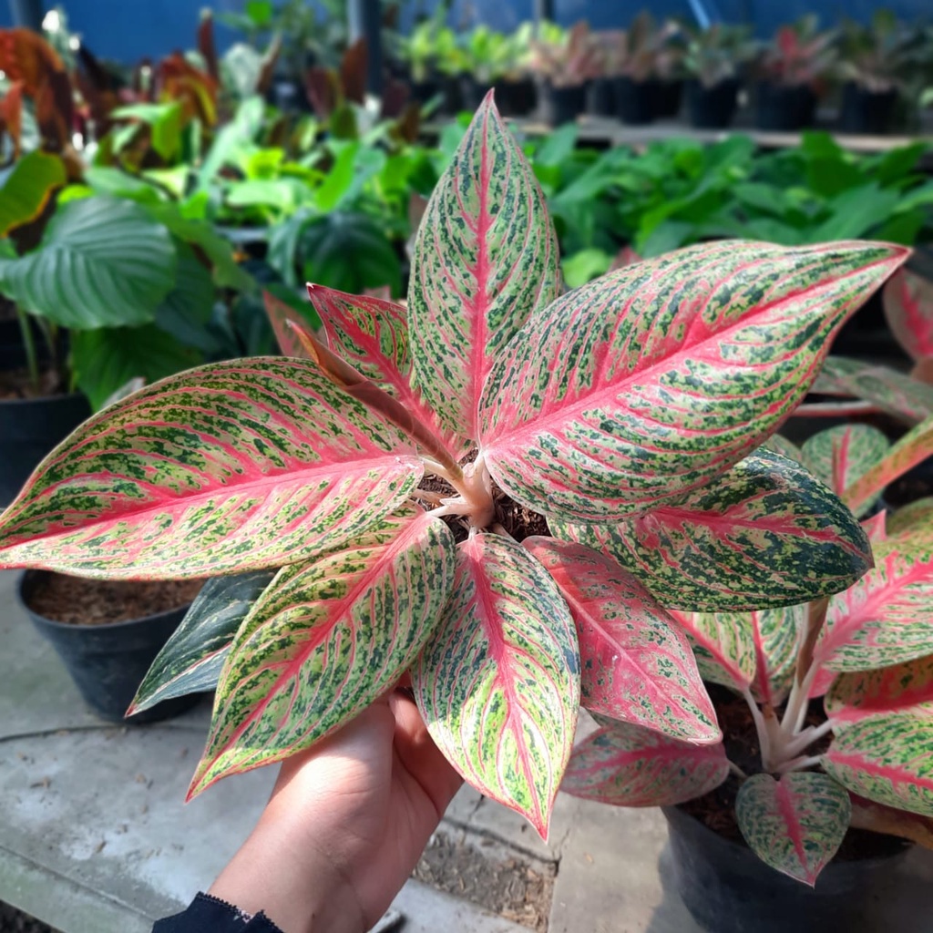 Aglaonema Legacy Tanaman Hias Aglaonema Terlaris Aglonema Legacy Rimbun | Snow White Rimbun