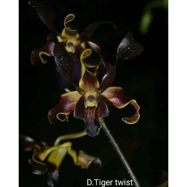 anggrek dendrobium maluku indah x tiger twist remaja