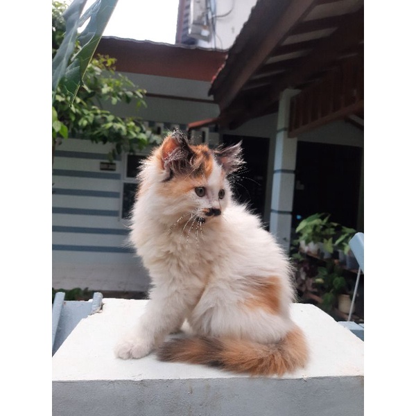 kucing betina mainecoon/Norwegian/persia