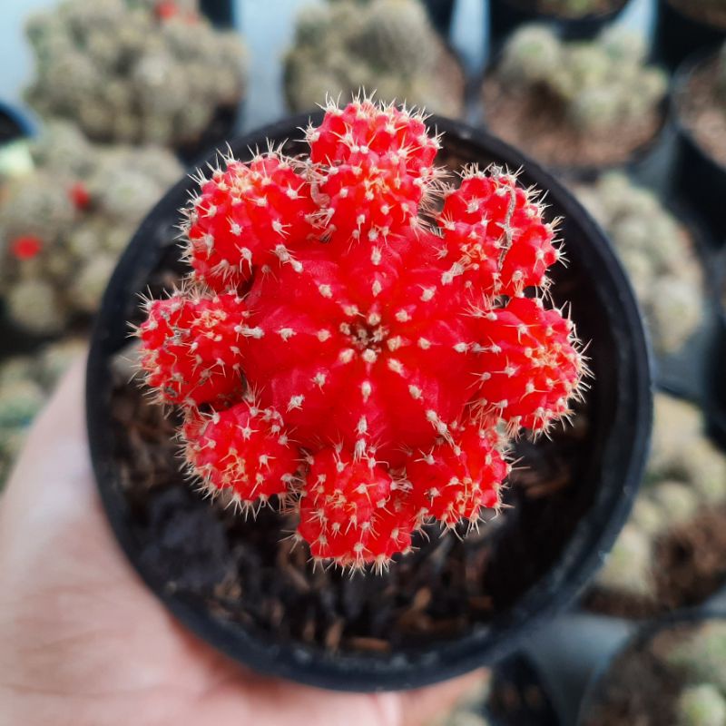 Kaktus Gymno Impor Gymno Import Cluster Graft Grafting Gymno Warna Kaktus Mini