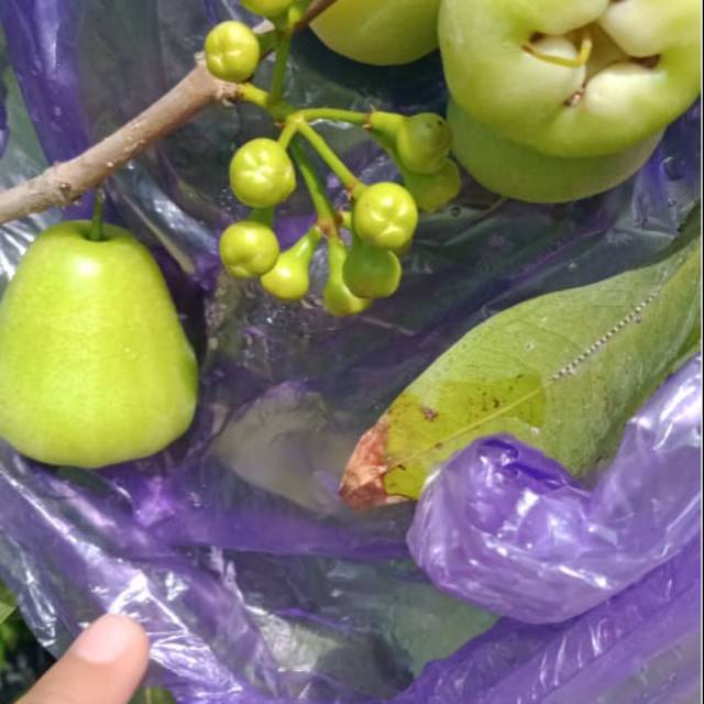 

Jambu air madu dehli cangkok