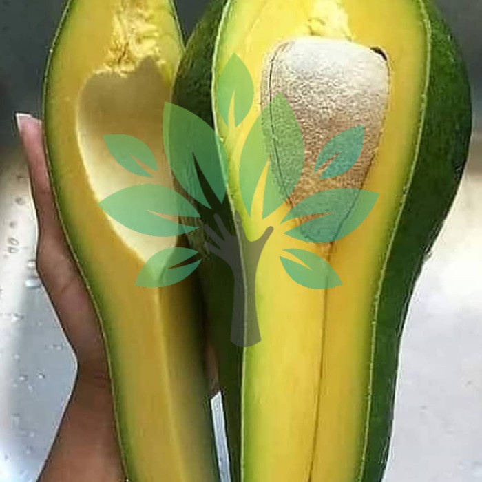SALE BIBIT TANAMAN BUAH ALPUKAT ALIGATOR-BIBIT ALPUKAT JUMBO ALIGATOR ASLI +