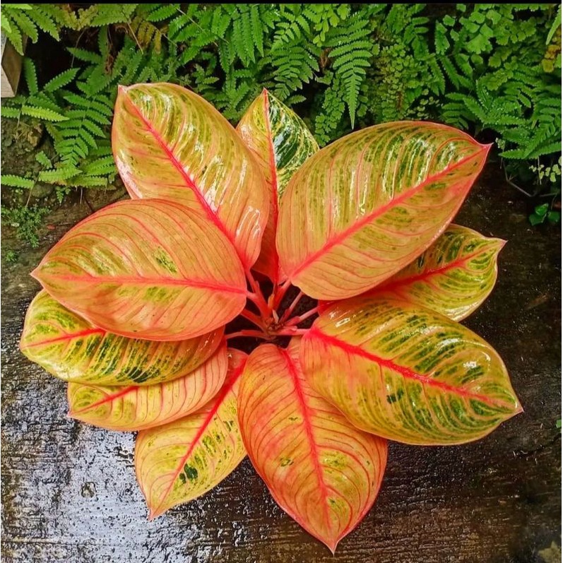 Aglaonema kresna konon / Aglonema kresna konon florist nursery / Aglonema kresna konon (Tanaman hias