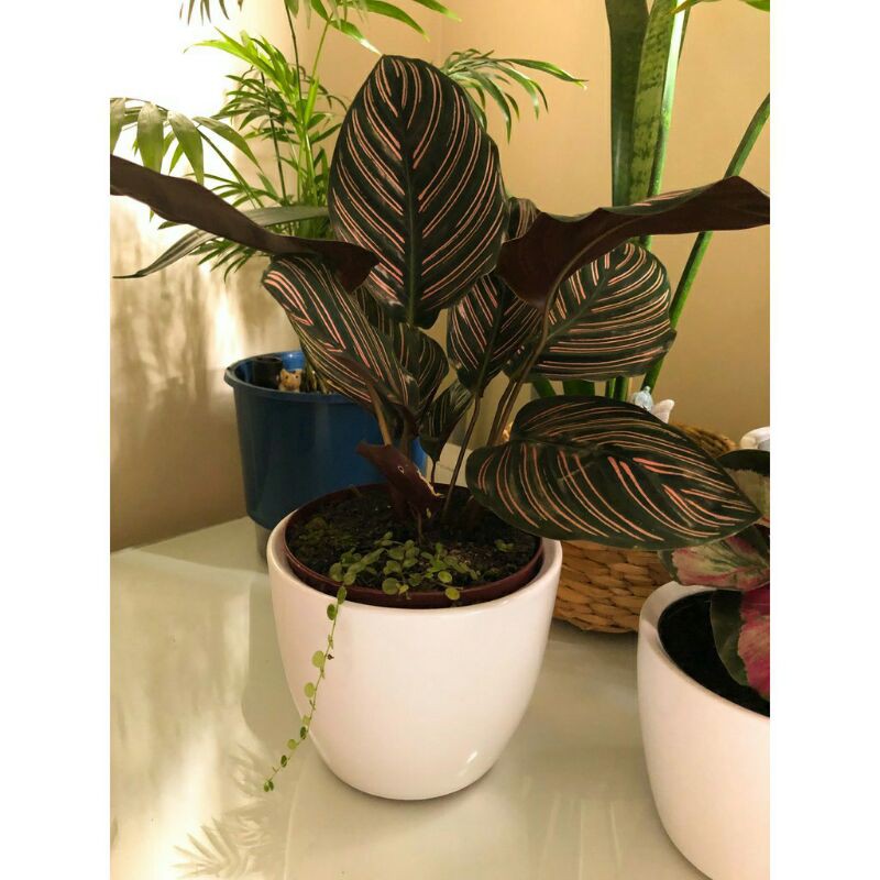 calathea ornata sanderiana
