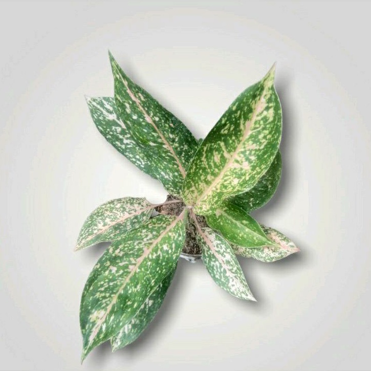 AGLONEMA RORO MENDUT