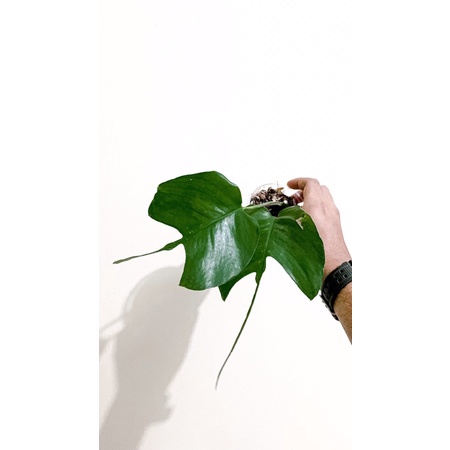 epipremnum skeleton key