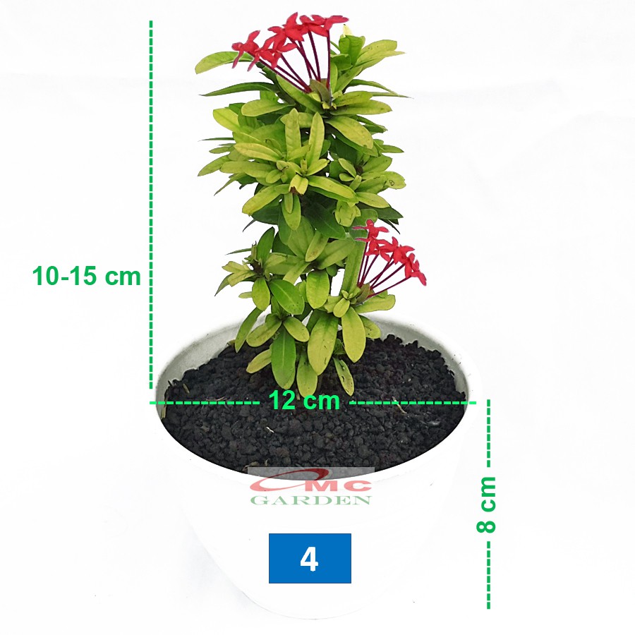 Tanaman Hias Bonsai Bonsae Mame Soka Mini Asoka Jepang Ixora Merah