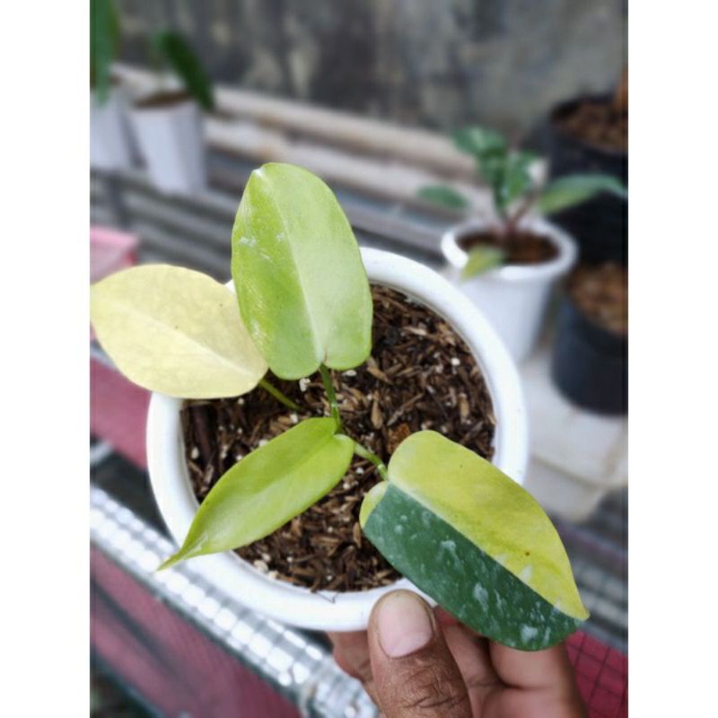 tanaman hias philodendron violin varigata