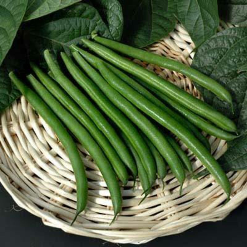 

500gr Baby Buncis Kenya / Phaseolus vulgaris