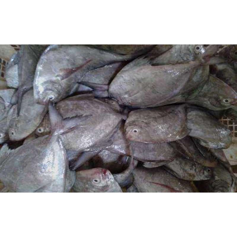 IKAN DORANG SEGAR