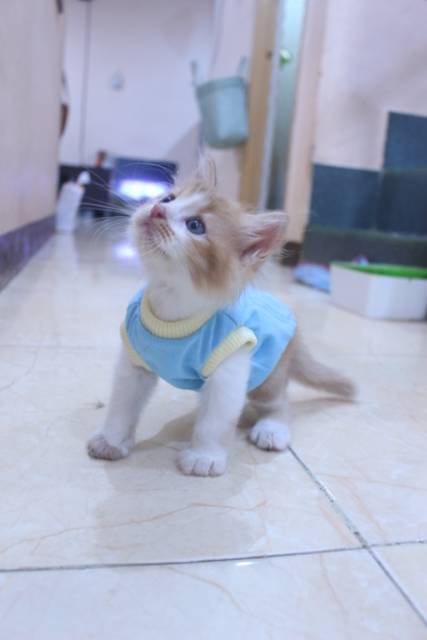 Kaos polos biru laut lucu untuk kucing dan anjing / baju kucing murah size S M L XL