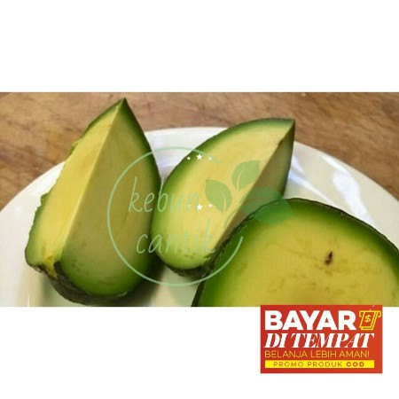 real..bibit alpukat tanpa biji / bibit buah alpukat