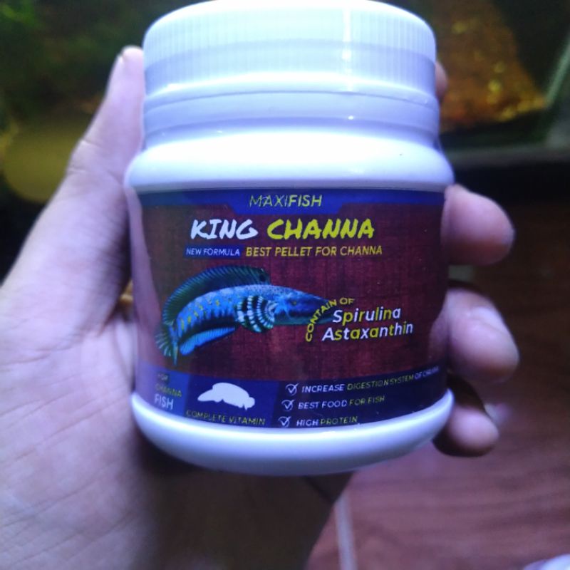 KINGCHANNA Pelet Jahat Premium Pakan Ikan Hias Channa channa asiatica ws rsws  blue purcha pulchra s