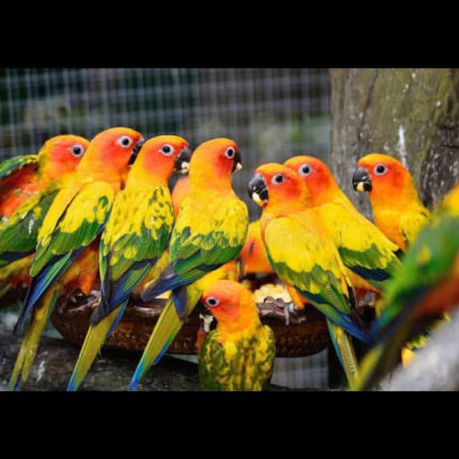 Jual Murah Baby Sunconure Sun Conure Parrot Shopee Indonesia