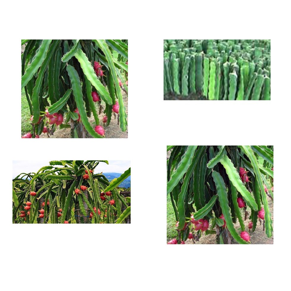 

Batang Bibit Bunga Hias Buah Naga Merah.Bukan biji-Siap tanam- Berakar.