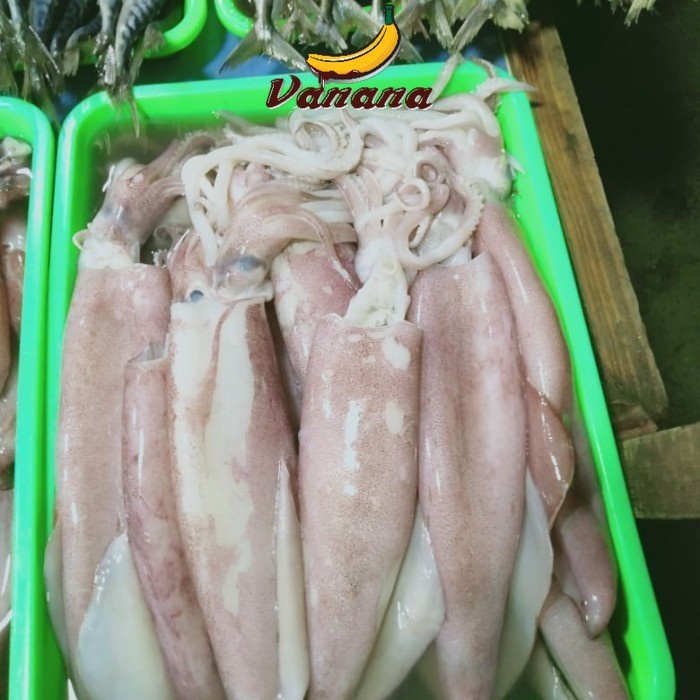 

Cumi besar 1kg(1000g)