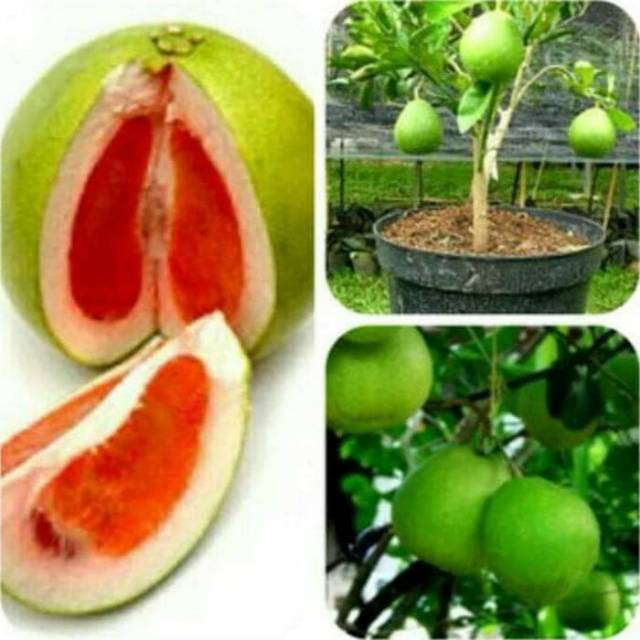 Bibit Jeruk Bali Pamelo/Pamelo Bali Madu Pohon Jeruk Bali
