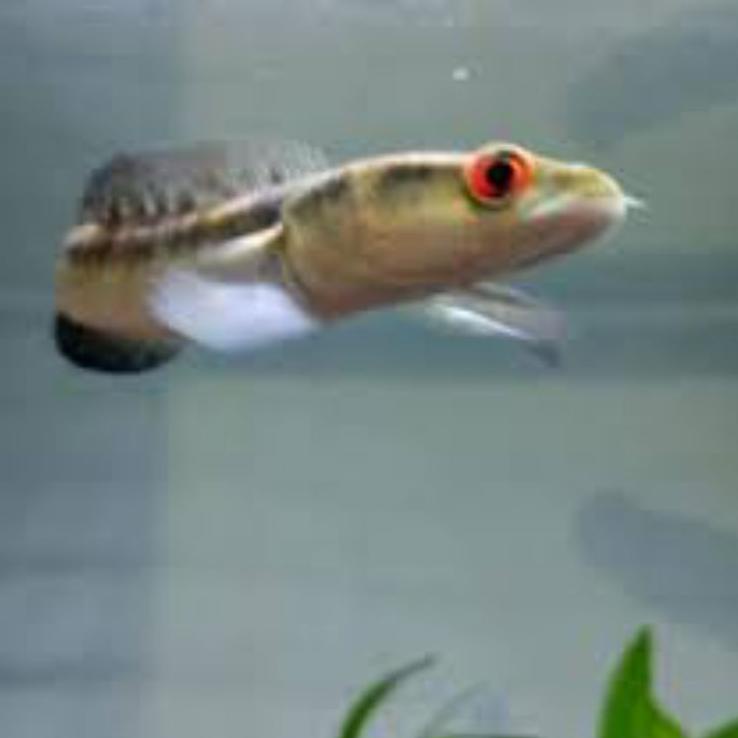 Terbagus.. Maru borneo