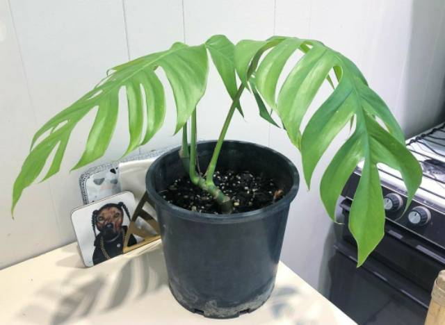 Tanaman Hias Epipremnum Pinatum Ekor Naga Monstera Ekor Naga Shopee Indonesia