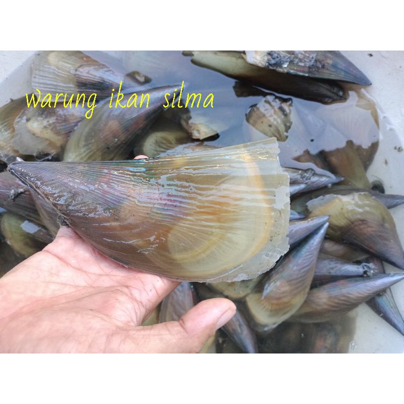 

kerang kapak segar harian super Joss 1 pcs