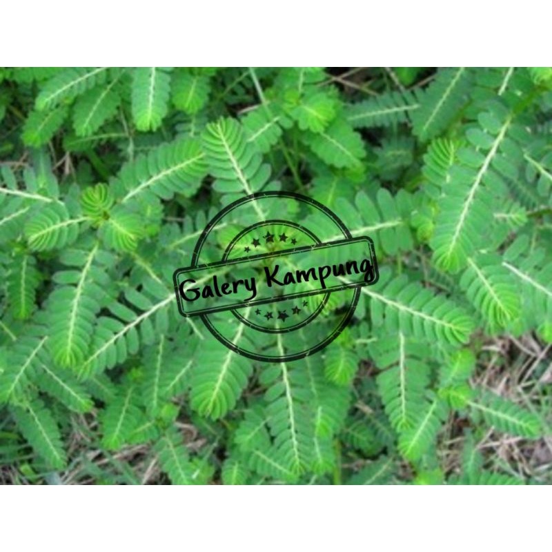 

Daun Meniran Segar 100gr