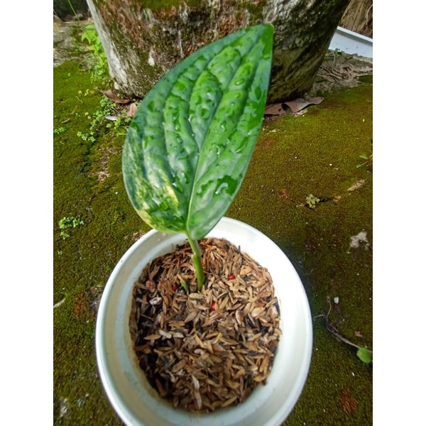 monstera karstenianum varigata