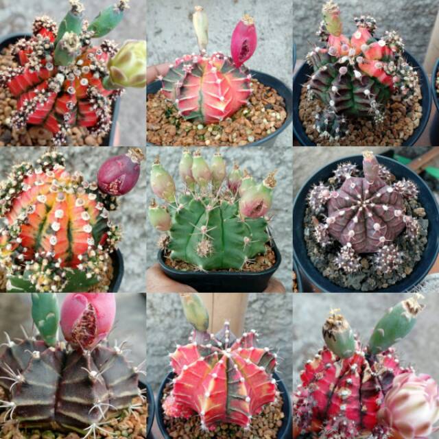 10 Biji Benih Kaktus Gymnocalycium Mihanovichi Starfire YellowTiger BlackPearl HibotanNishiki DLL