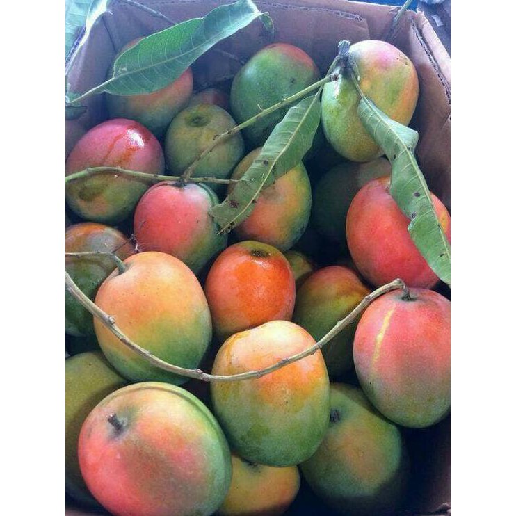 BIBIT TANAMAN BUAH MANGGA GEDONG GINCU TERLARIS