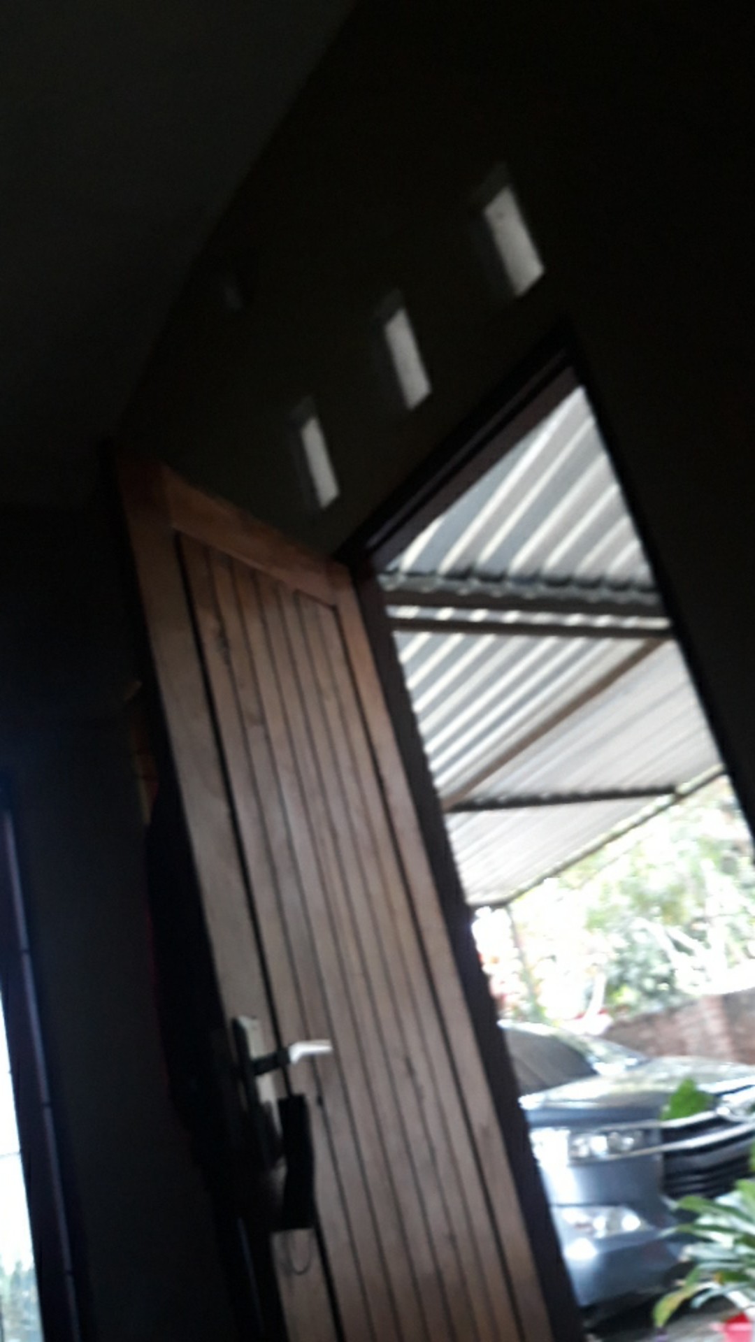 Bibit Tanaman Sepatu Vilum Bangkok Remaja