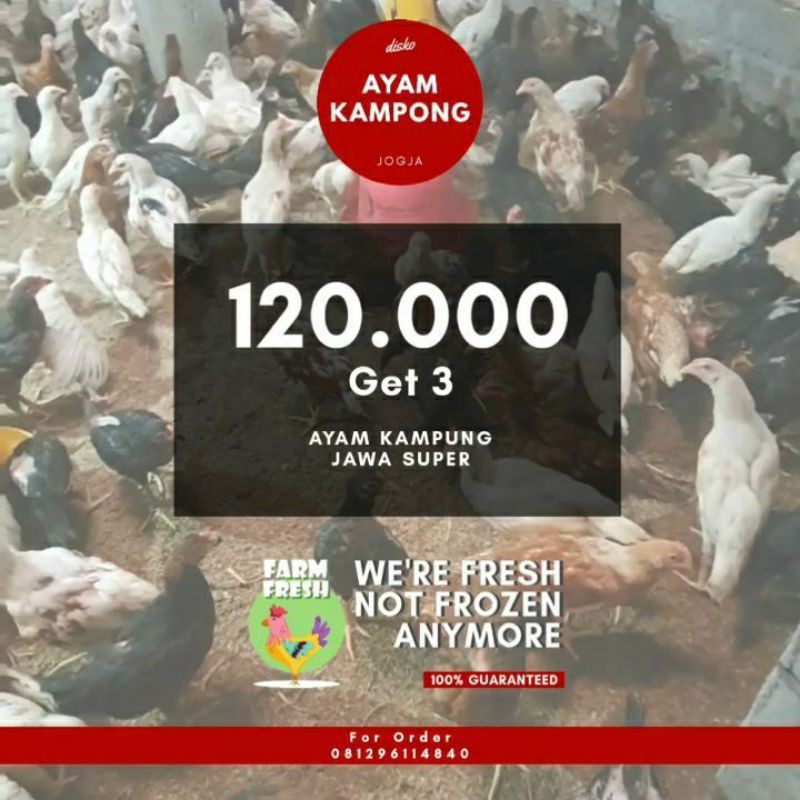 

AyamKampungJawaSuperBobot8-9ons