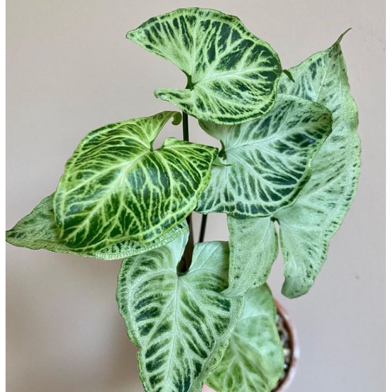 tanaman syngonium batik original