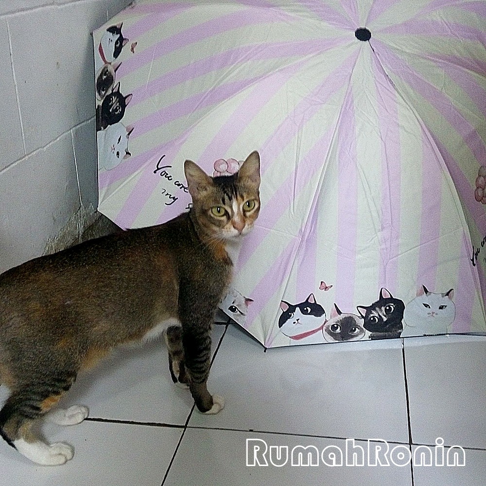Payung Lipat | Payung Motif Kucing | Payung Kucing Garis | Payung Murah | Payung Lucu