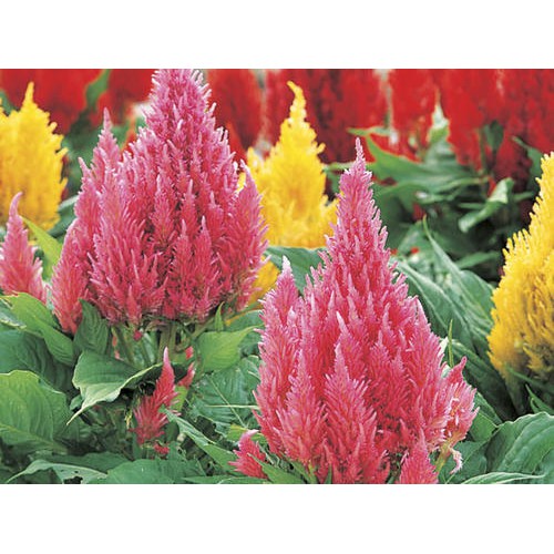 Benih-Bibit Bunga Celosia Pampas Plume Mix (Haira Seed)