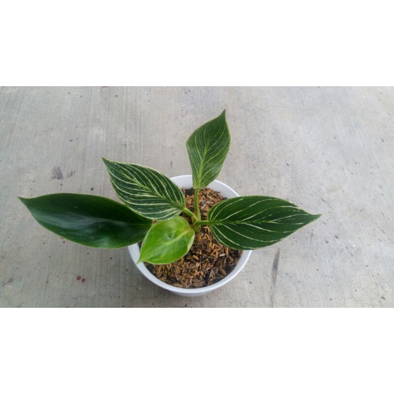 Philodendron philo Birkin