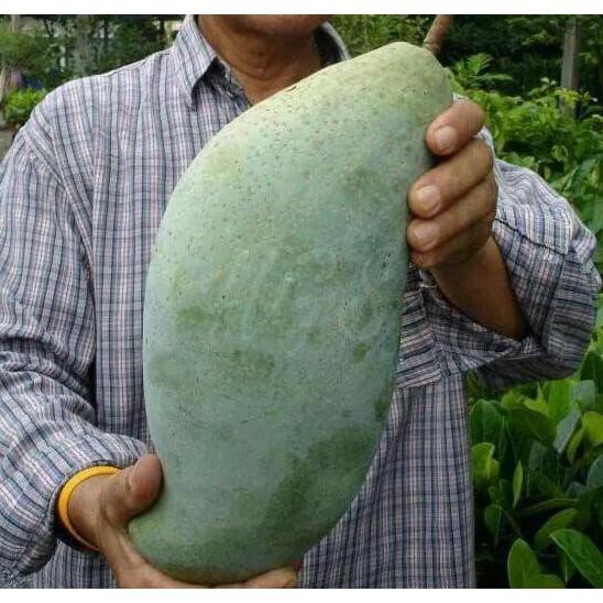 Bibit Mangga Mahatir / Bibit Buah / Tanaman Sif Oke