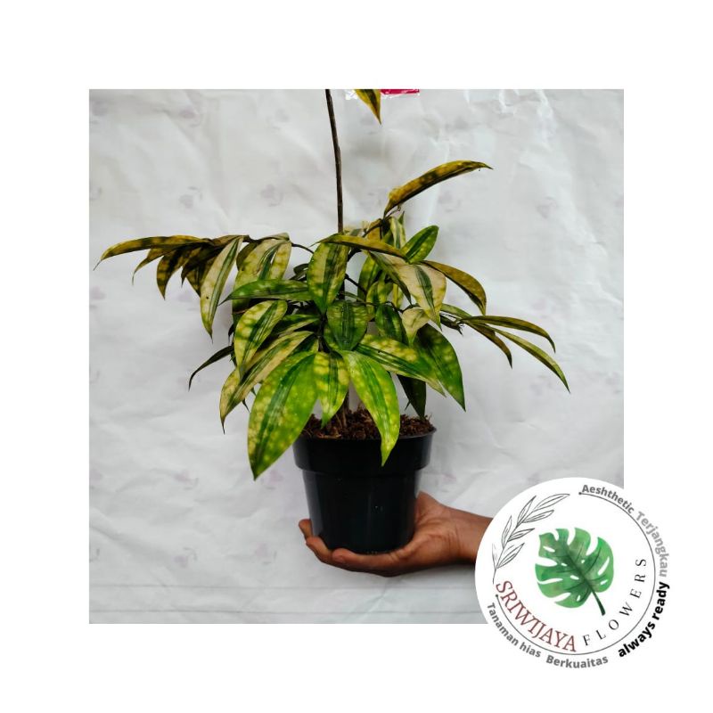 Bonsai bambu kuning mini gratis pot hitam (seperti di foto)