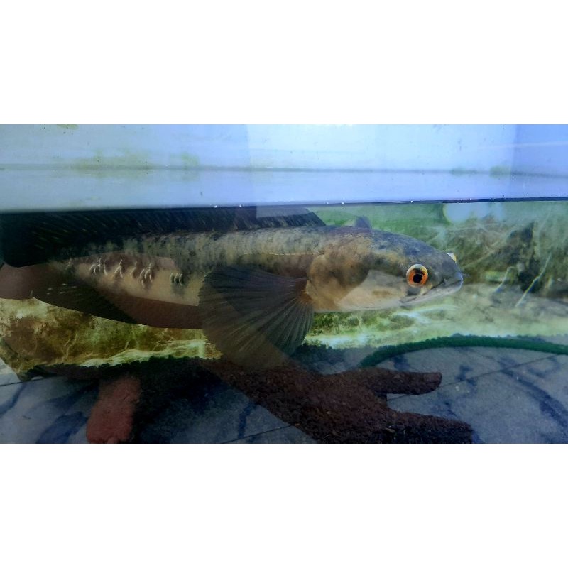 channa maru jambi cabung/bunga banyak