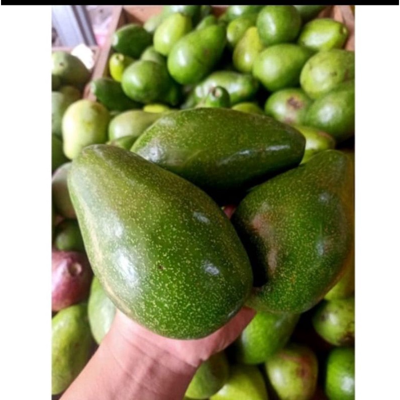 

ALPUKAT MENTEGA JUMBO ALIGATOR MATANG MENGKEL MURAH HARGA PER KILO 1 KG