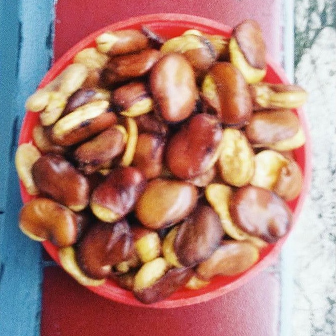 

kacang koro