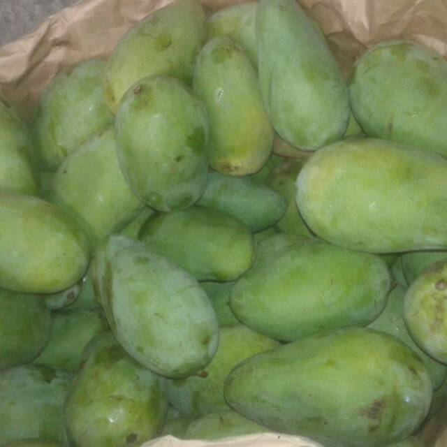 

Buah Mangga Gadung
